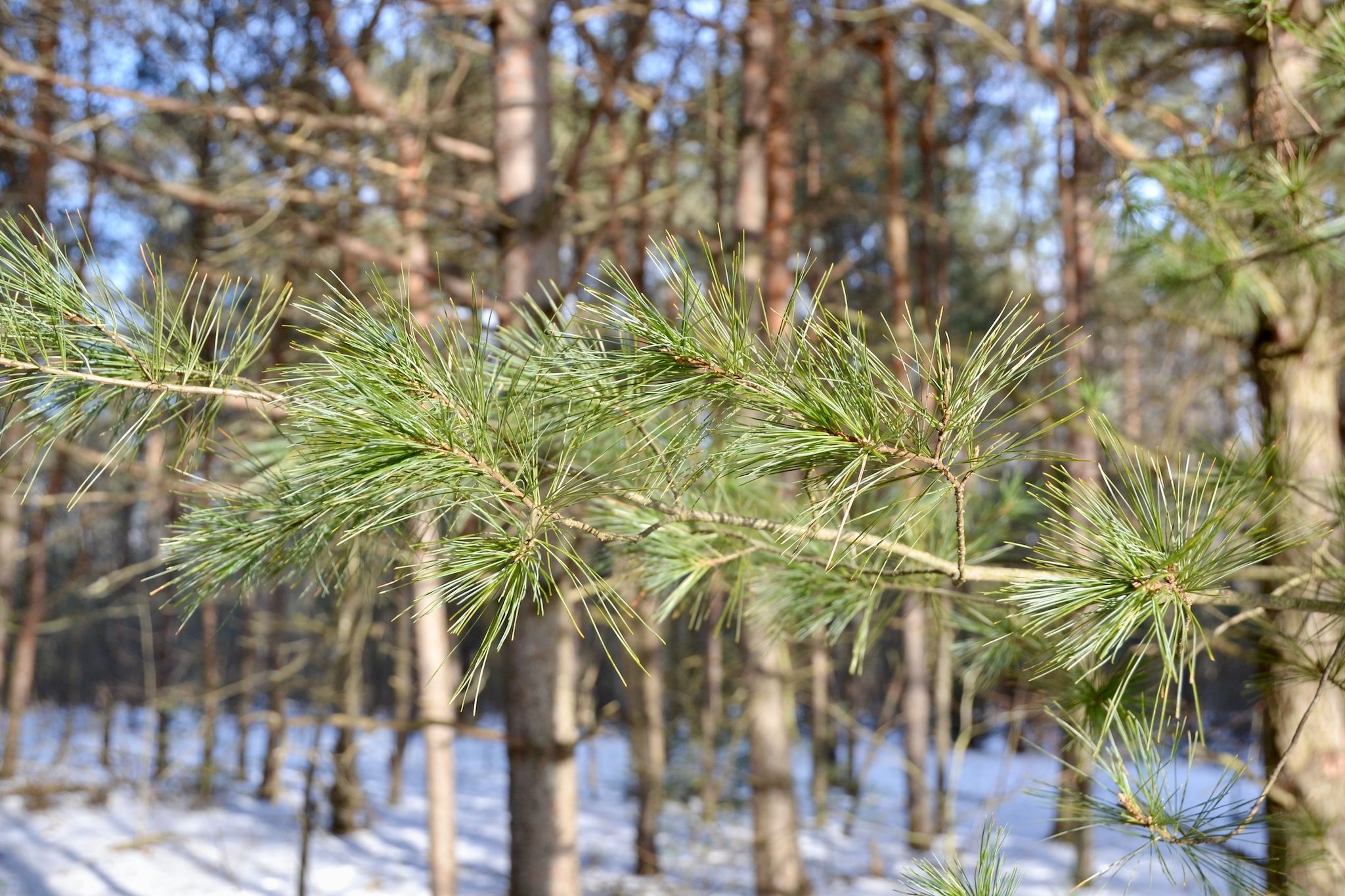 The tallest tree in Ontario is located in this small town