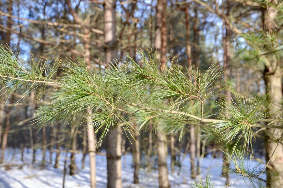 tallest tree ontario