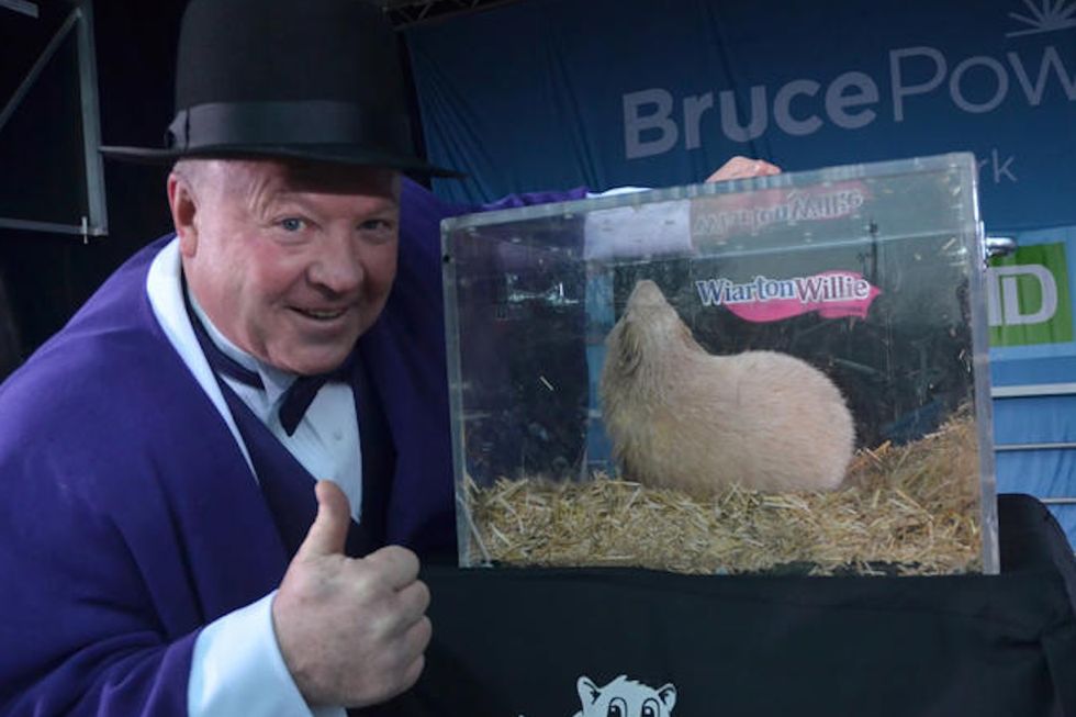 wiarton willie
