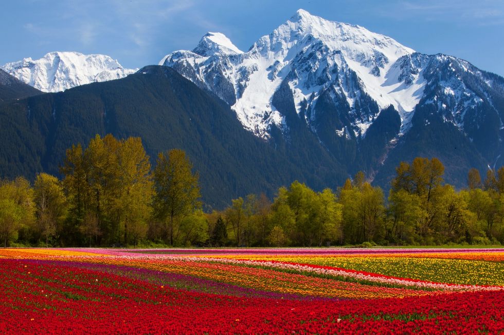 harrison tulip festival