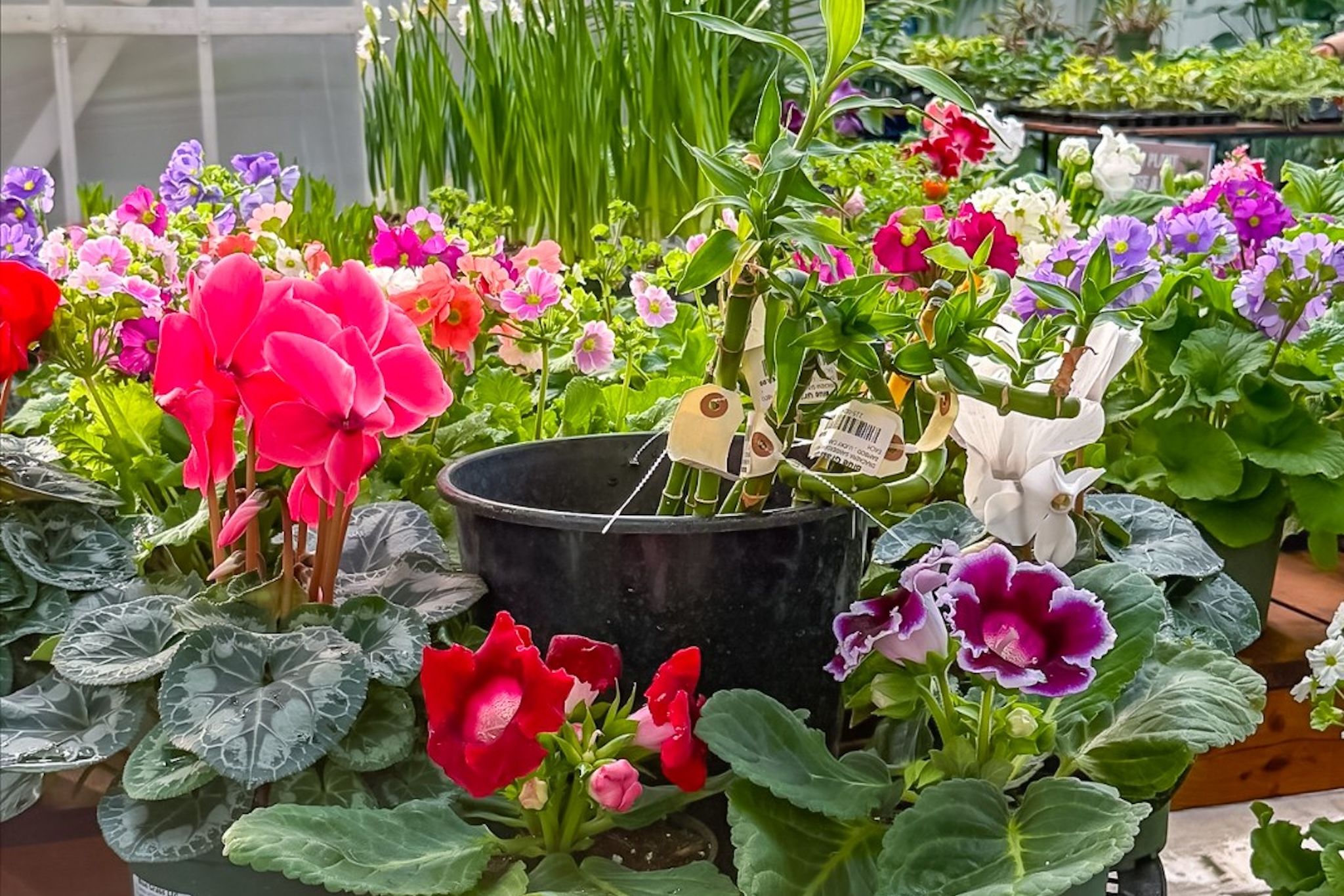 Calgary’s getting a fabulous Galentine’s Day experience filled with flowers