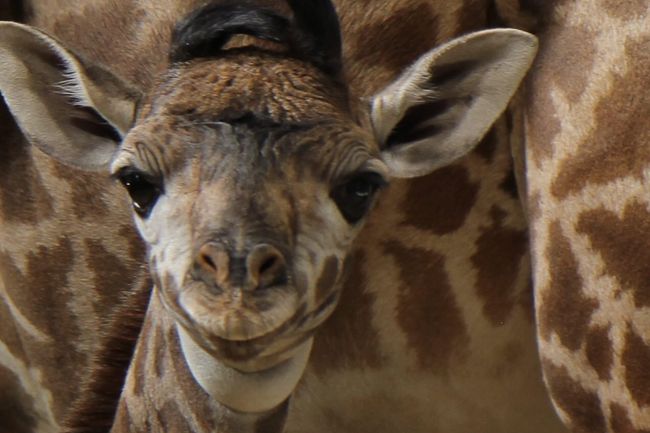 whats new in toronto