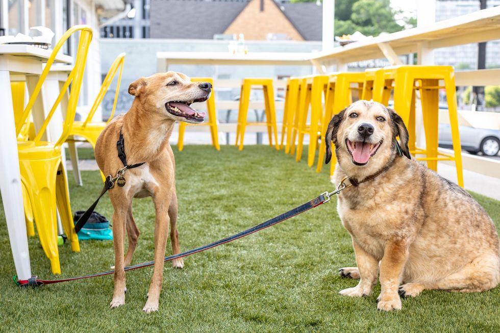 Dogs on patio looking happy