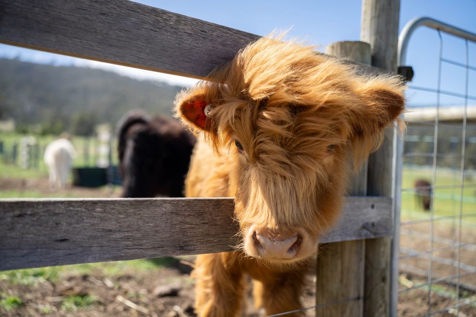 miniature highland cow at farm
