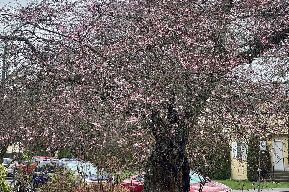 cherry blossoms vancouver