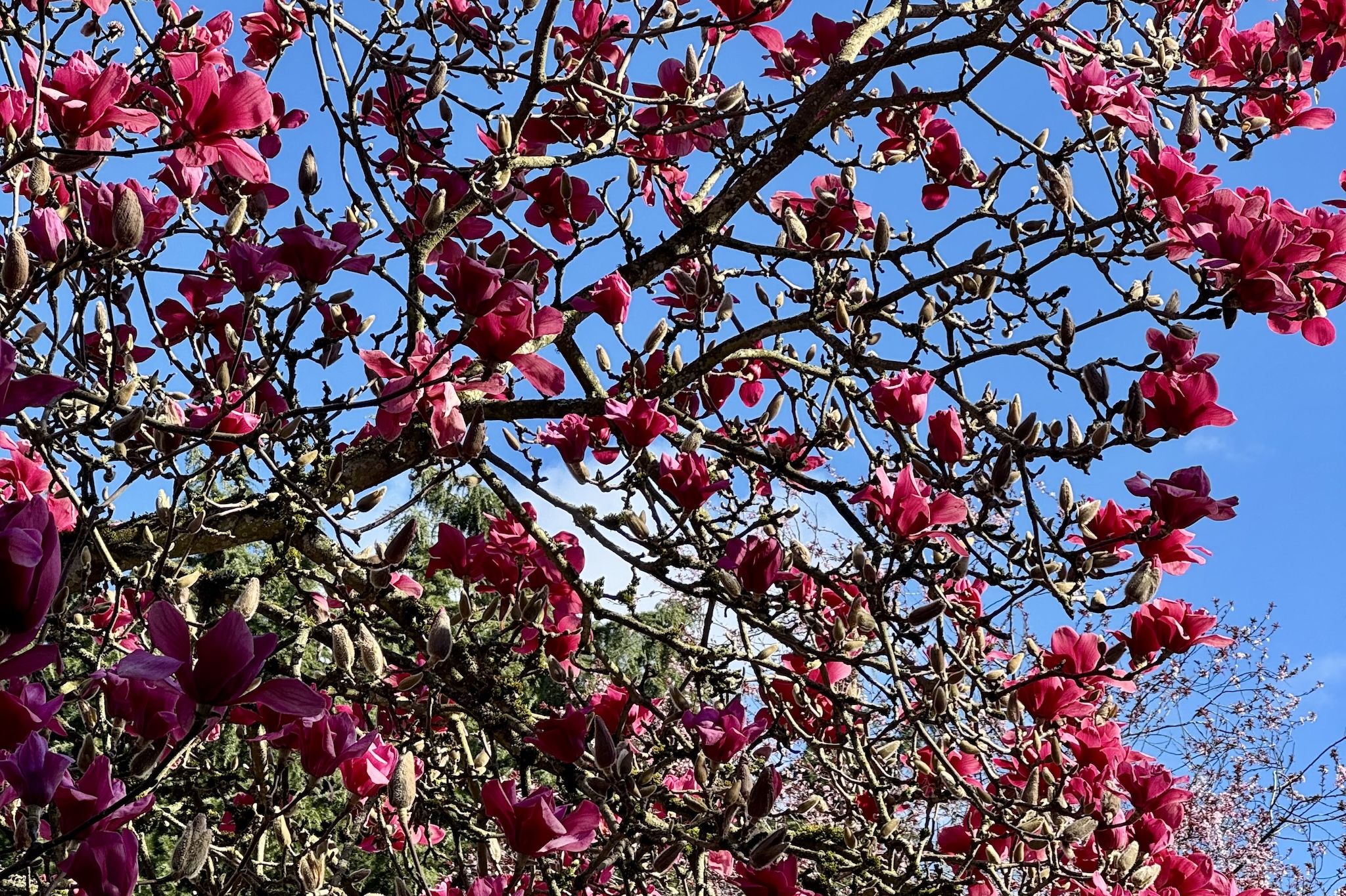 Flower fever: Explore ‘Vancouver’s best magnolia season yet’ on a guided walk this weekend Flower fever: Explore ‘Vancouver’s best magnolia season yet’ on a guided walk this weekend