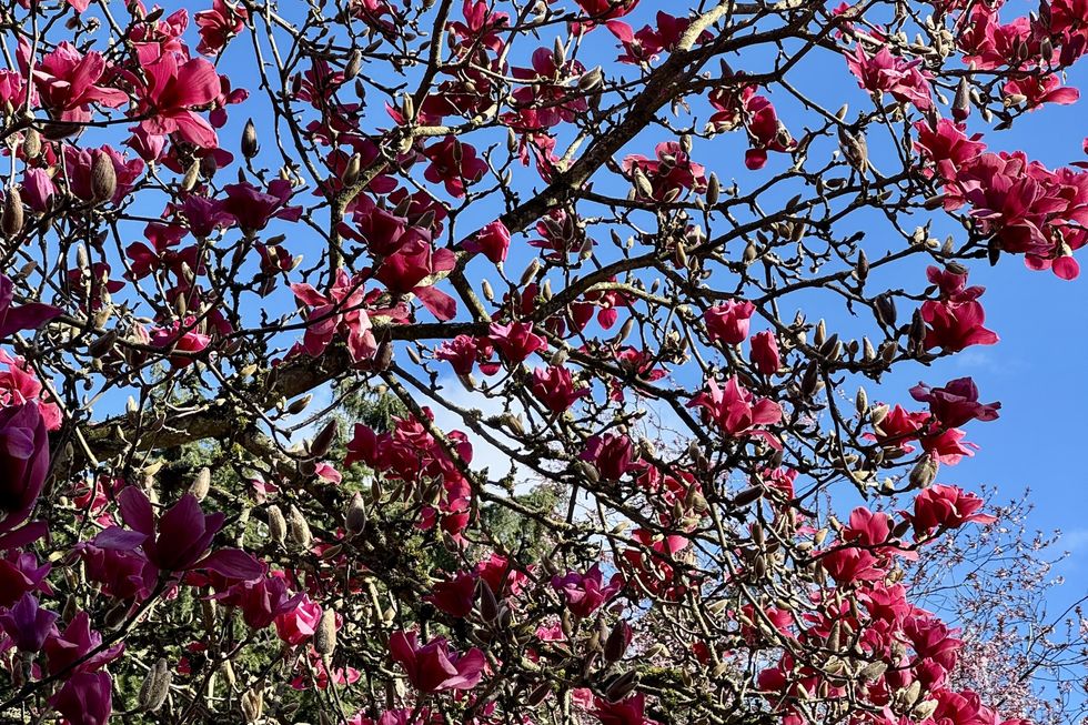 magnolias vancouver
