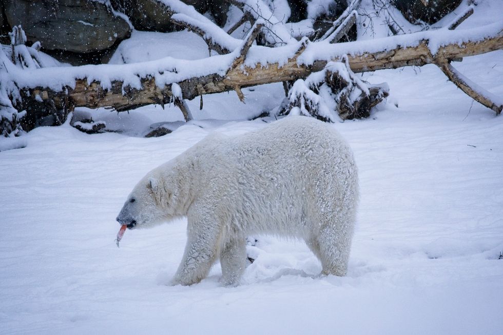 Polar bear at the Calgary Zoo