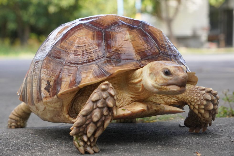 Sulcate tortoise walking