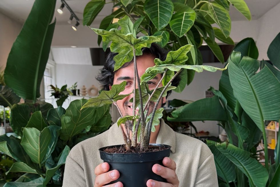 be leaf