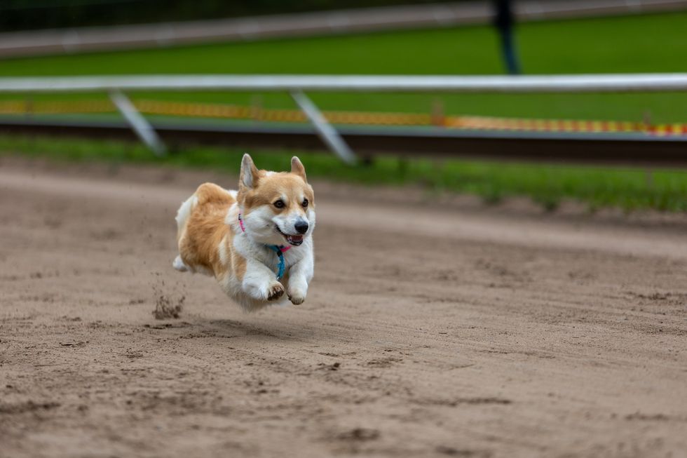 Welsh Corgi at dog race