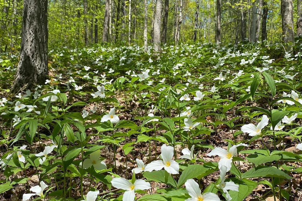 ontario forests ontario forests