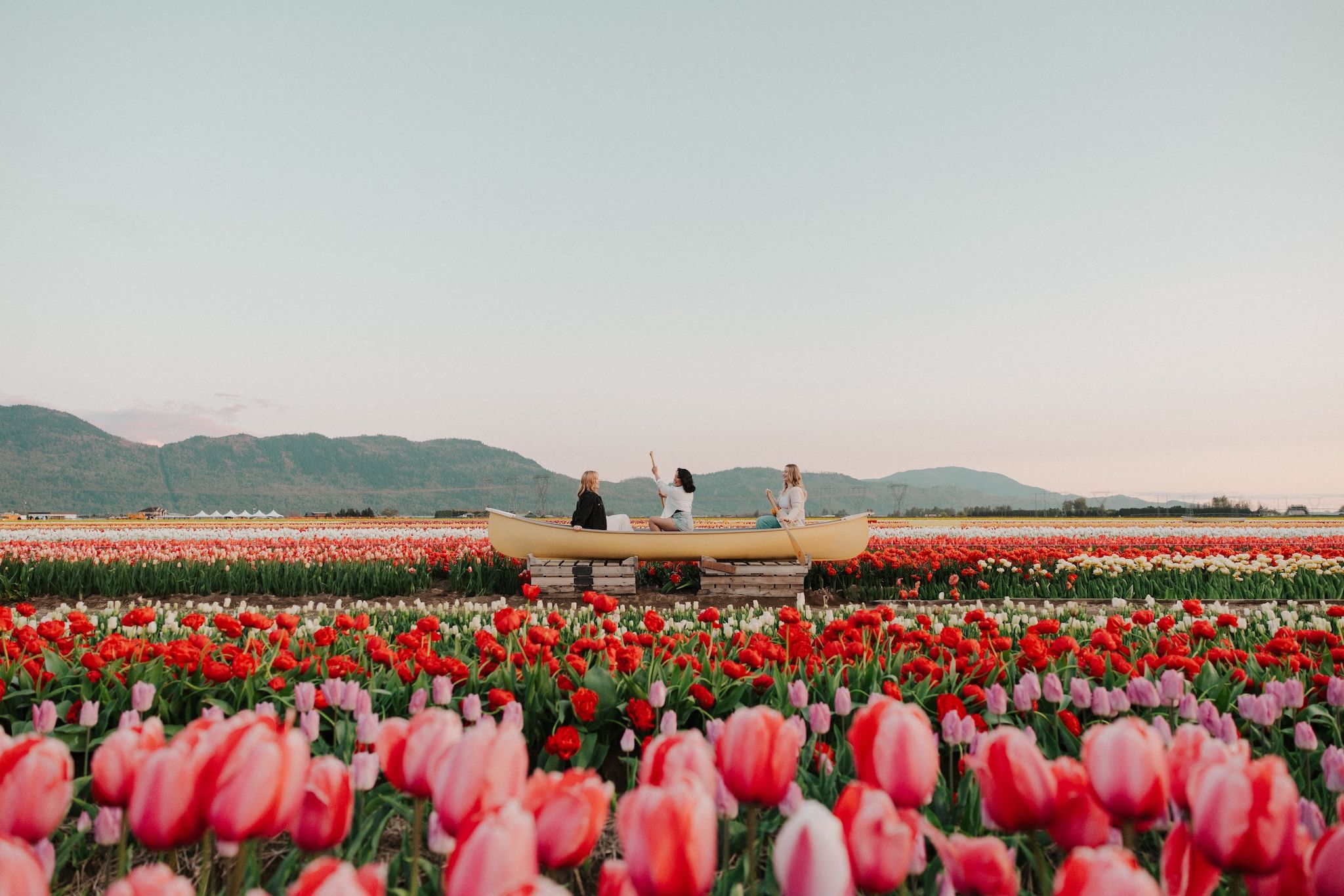 A sea of ‘hundreds of colours’ will soon bloom at this B.C. tulip festival