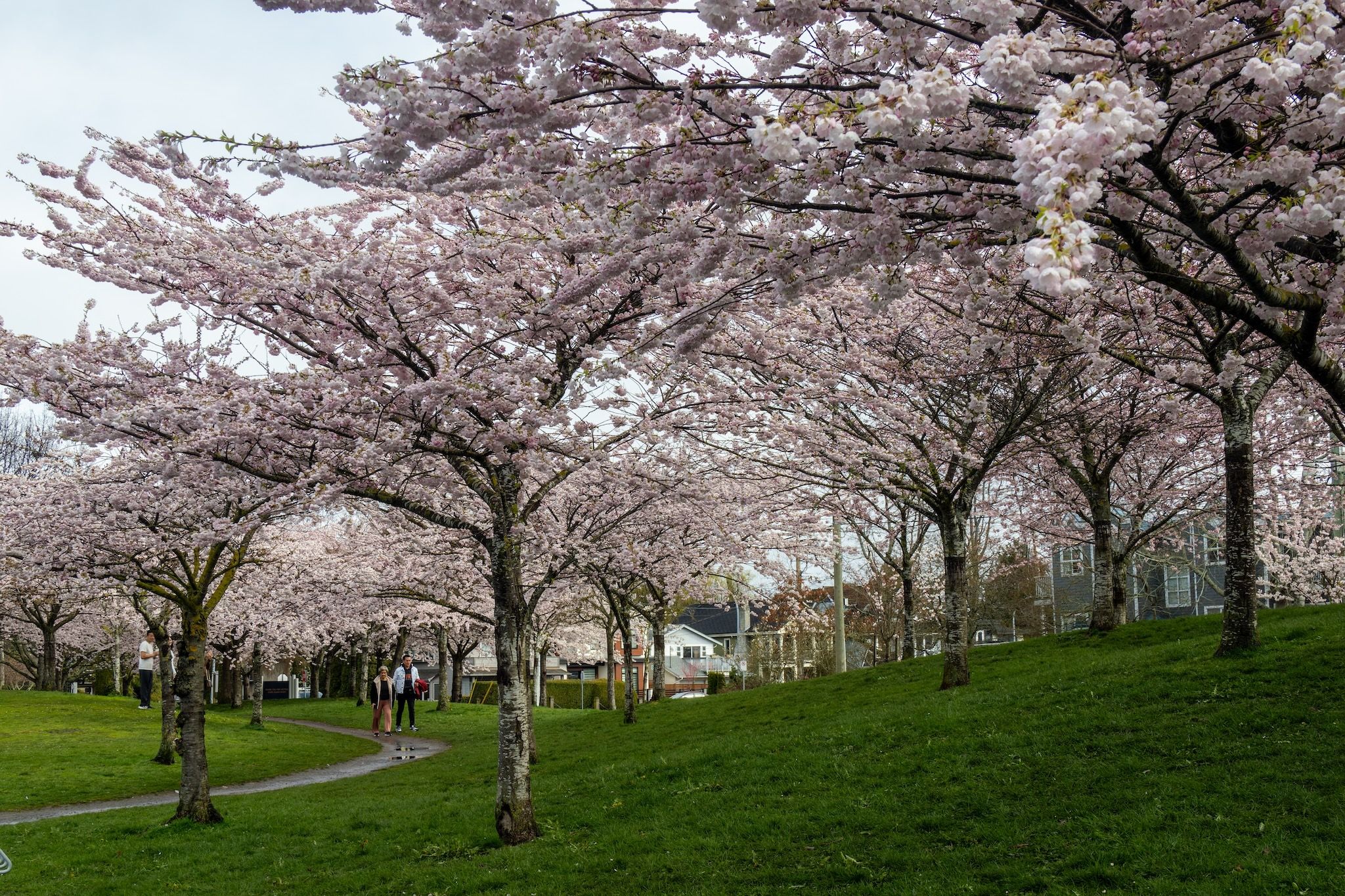 A free cherry blossom festival will bloom in Metro Vancouver for one day only this April A free cherry blossom festival will bloom in Metro Vancouver for one day only this April