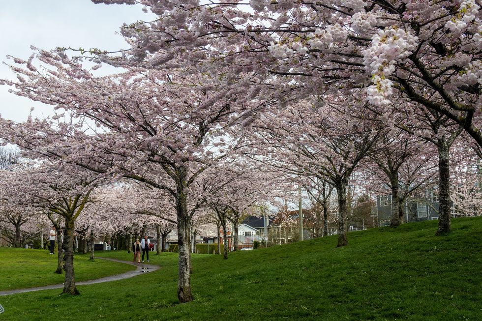richmond cherry blossom festival richmond cherry blossom festival