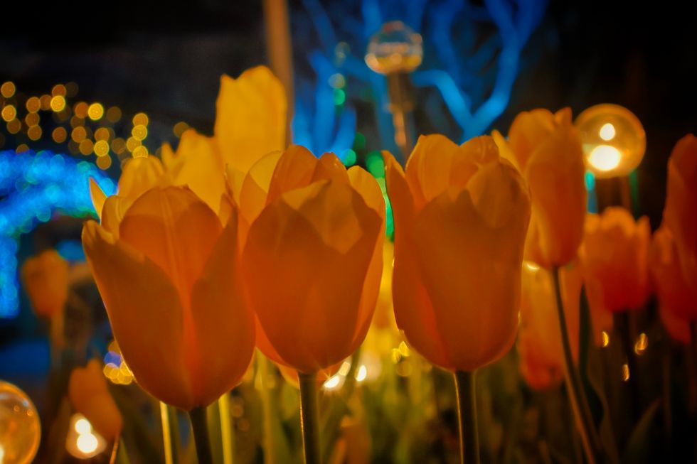 night garden harrison tulip festival