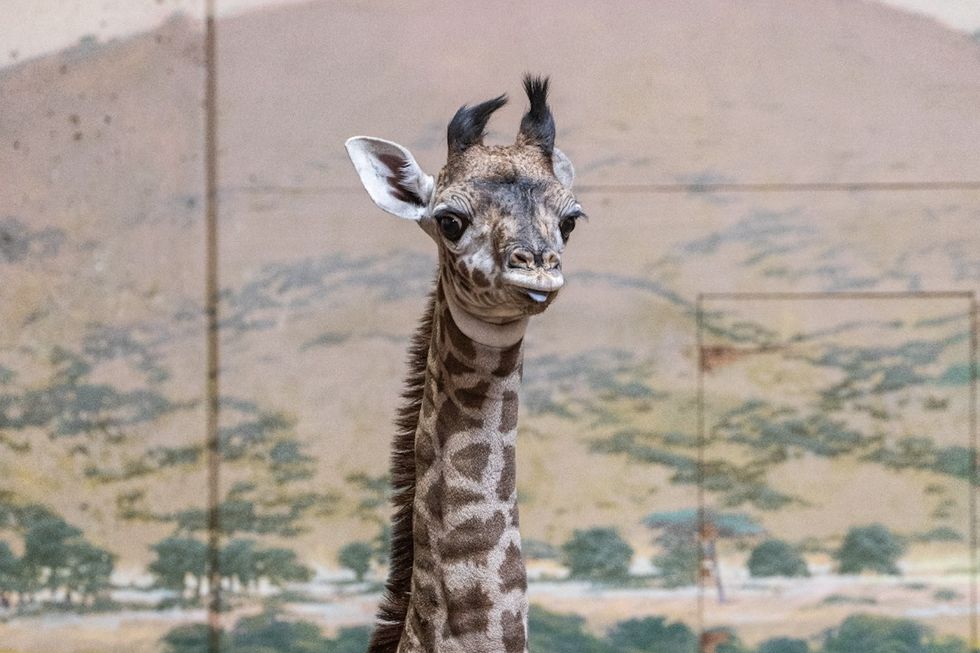 toronto zoo giraffe toronto zoo giraffe
