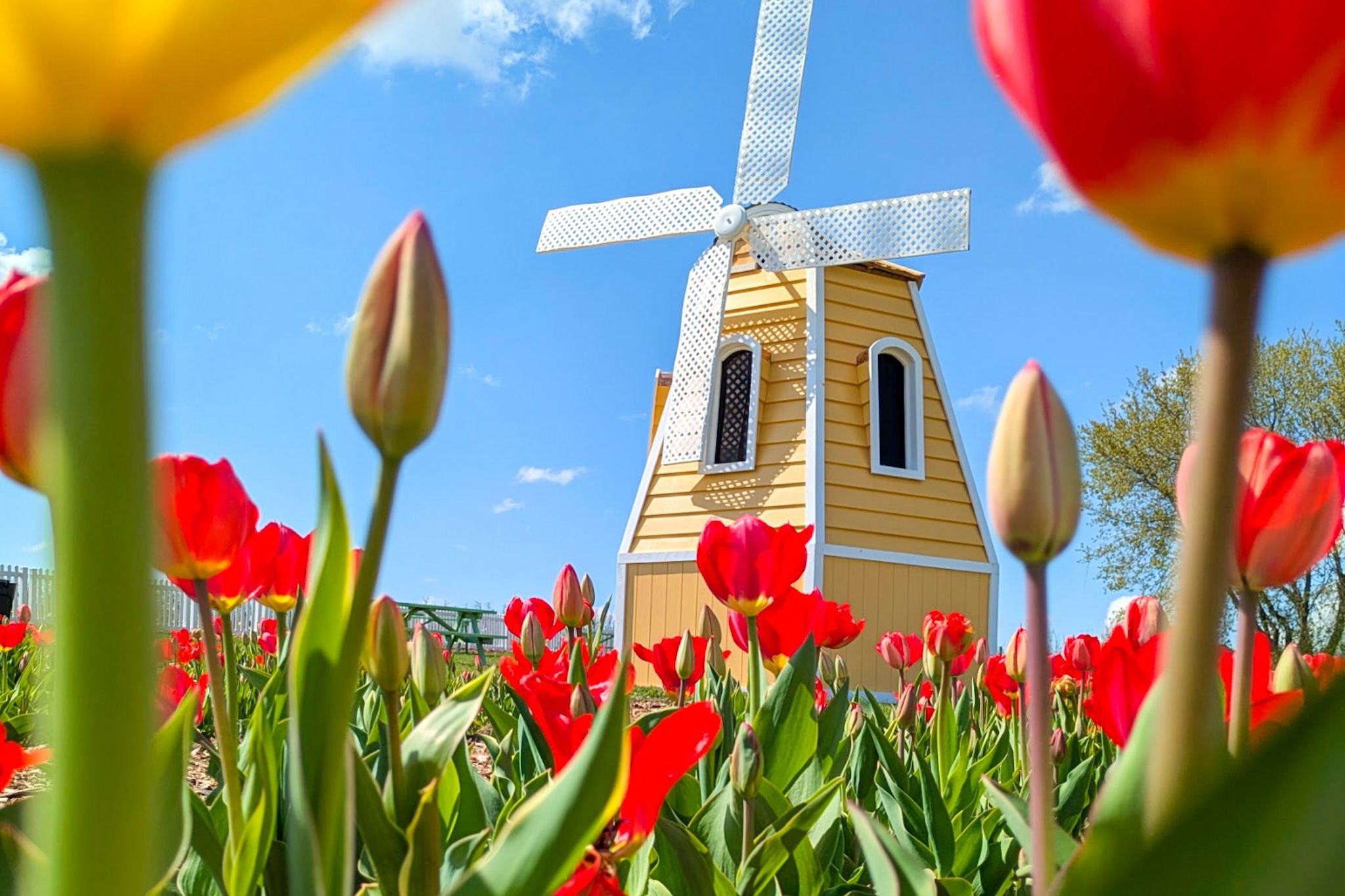 Over 1,000,000 tulips will take over this Ontario farm for a stunning pick-your-own experience Over 1,000,000 tulips will take over this Ontario farm for a stunning pick-your-own experience