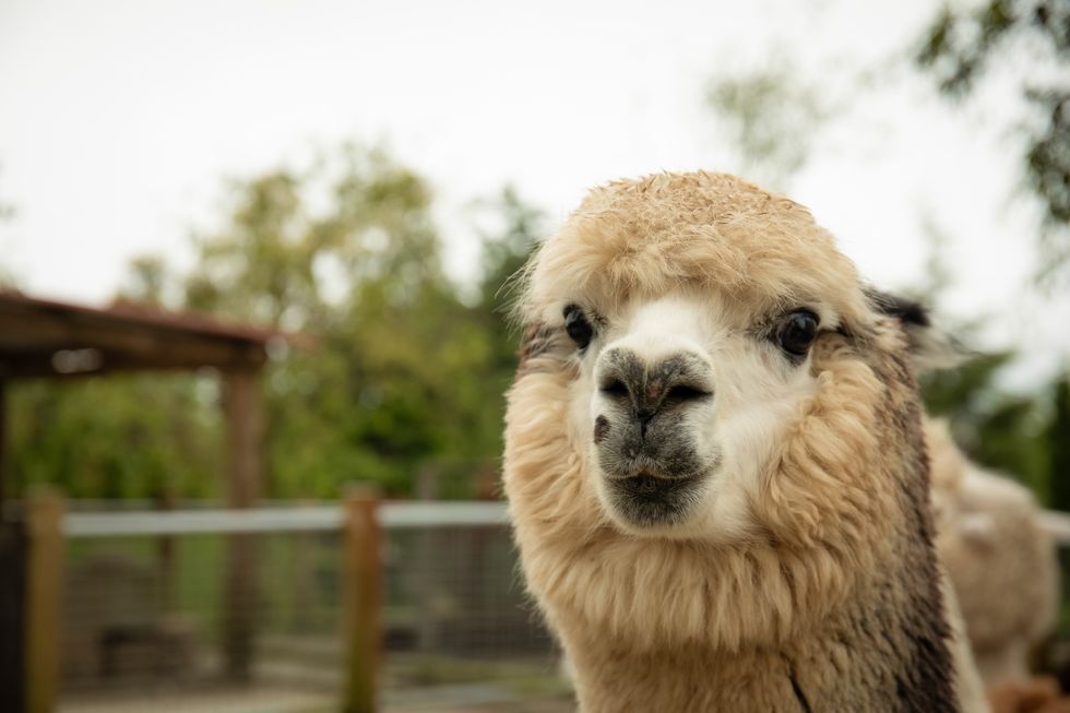 Llama at ranch looking directly at camera