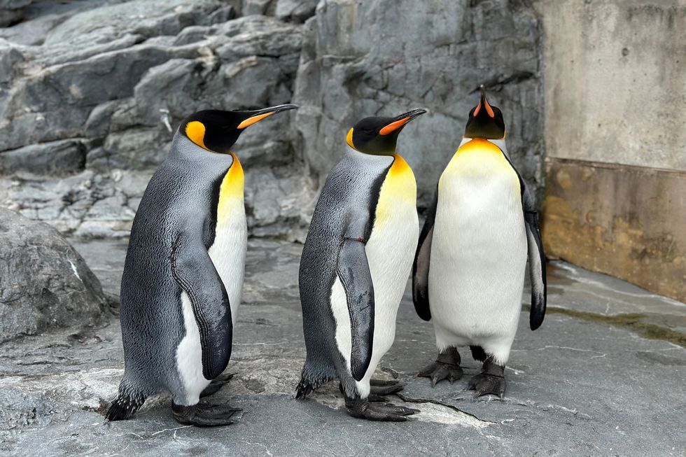 Penguins at Zoo