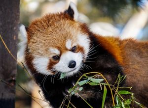 What to know about the Calgary Zoo’s new Imagine Asia exhibit