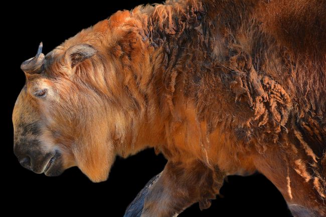 Sichuan takin or Tibetan takin is a subspecies of takin (goat-antelope). Budorcas from Greek bous (