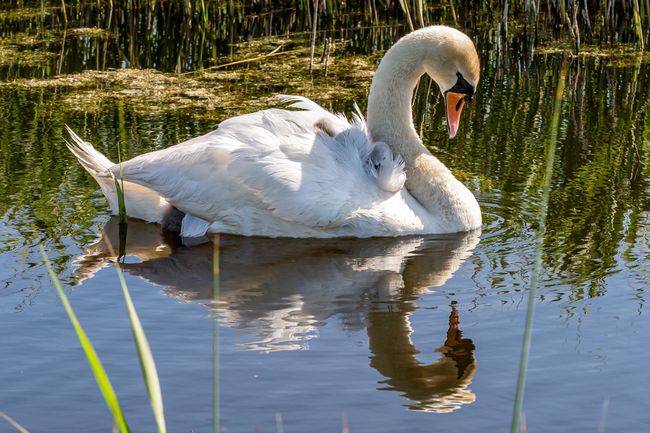 Swan swimming in lake
