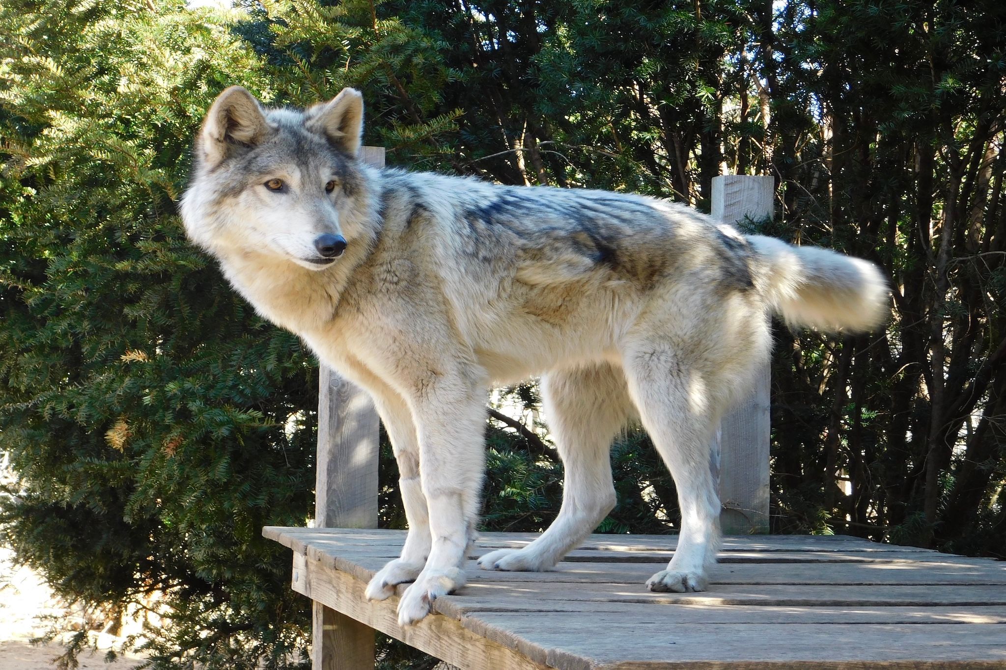 This immersive wildlife experience near Calgary lets you walk alongside wolfdogs This immersive wildlife experience near Calgary lets you walk alongside wolfdogs