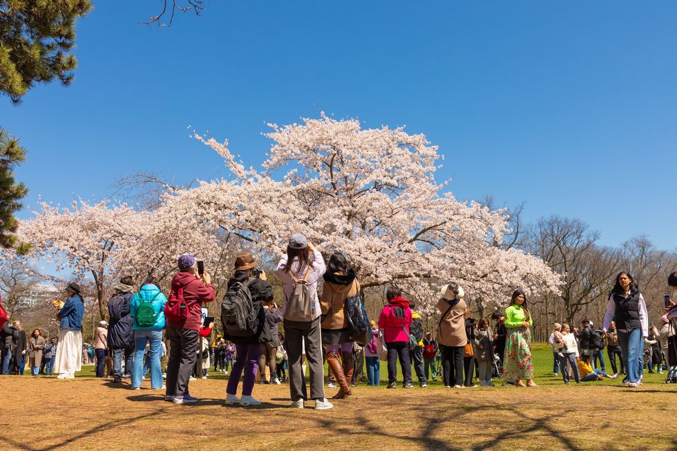 cherry blossoms toronto