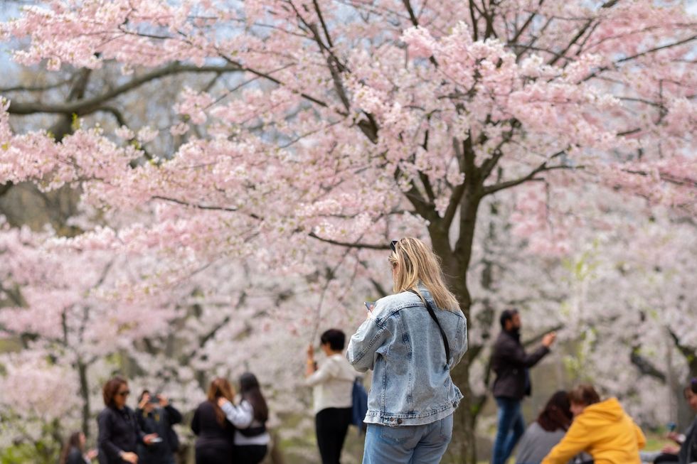 cherry blossoms cherry blossoms