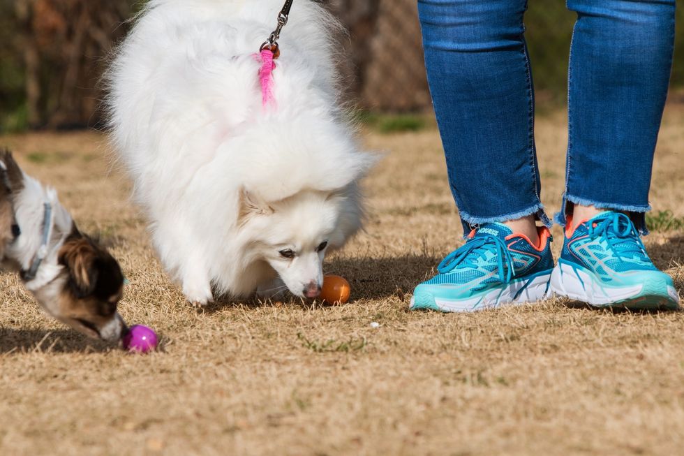 dog easter egg hunt dogs sniffing easter eggs during easter egg hunt