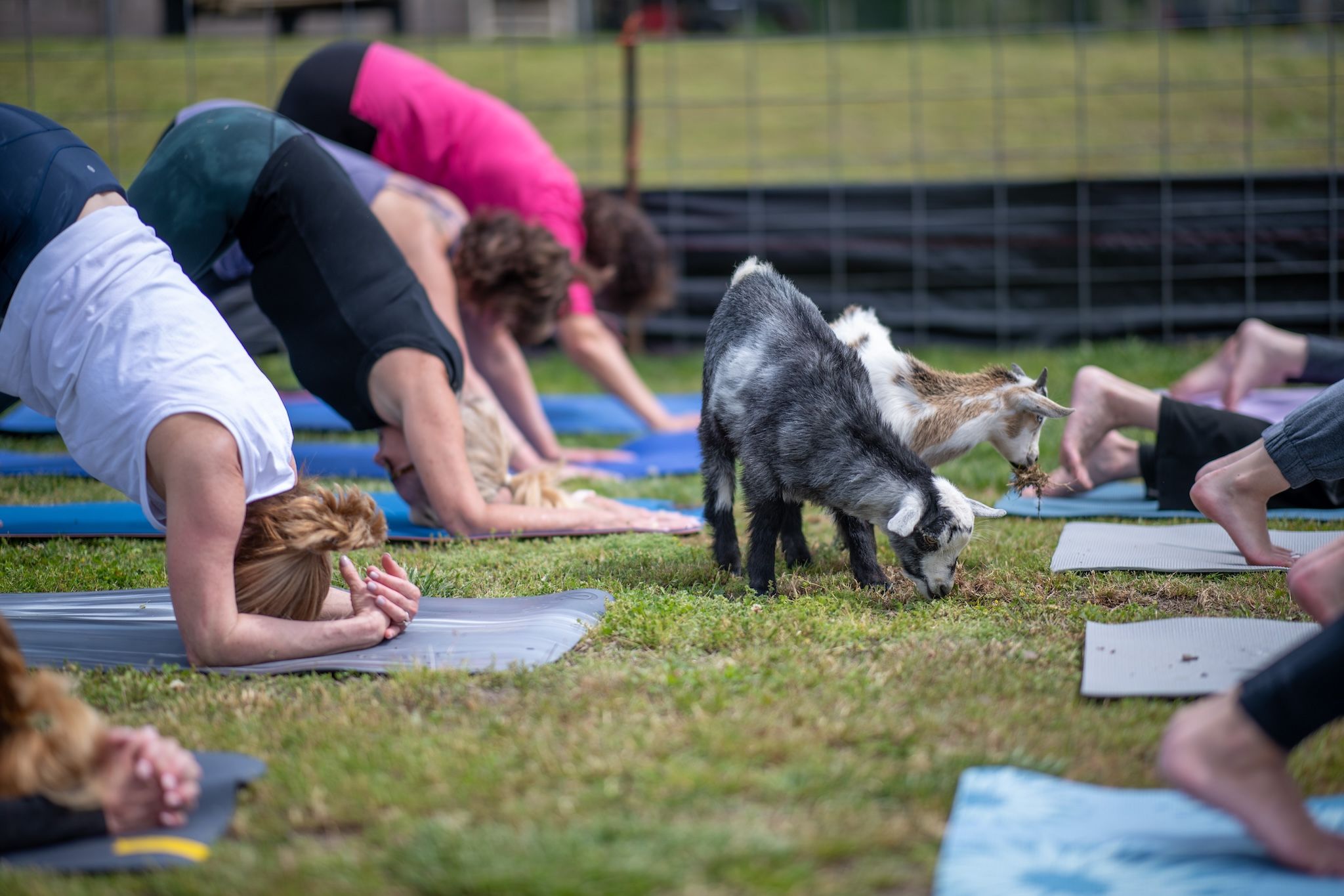 This goat yoga experience near Calgary is the perfect combination of relaxation and fun This goat yoga experience near Calgary is the perfect combination of relaxation and fun