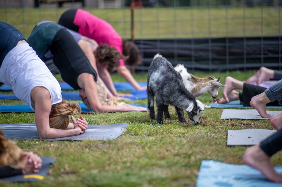 The goats walk among people in an outdoor goat yoga class