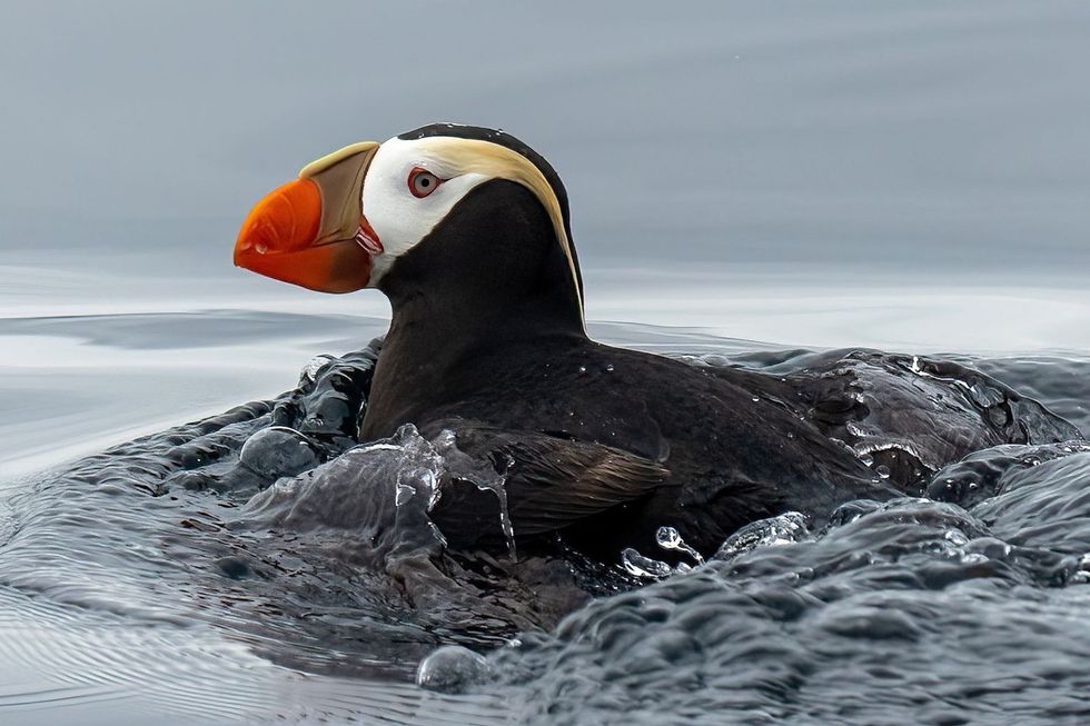 puffin tours in B.C. puffin tours in B.C.