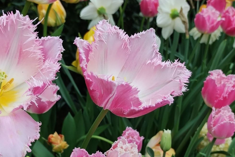 muttart conservatory plant sale