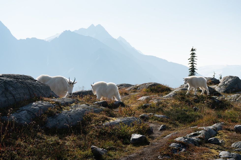 glacier national park bc