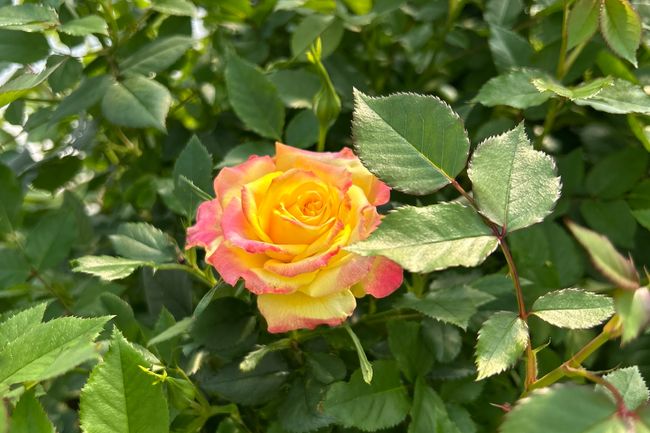 st albert botanic park