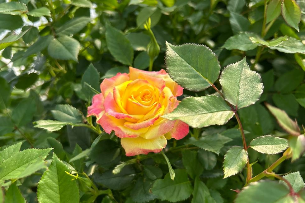 st albert botanic park