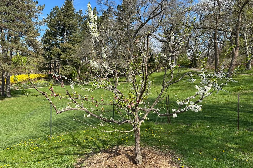 tree of forty fruit tree of 40 fruit