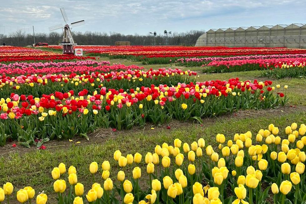 u-pick tulips