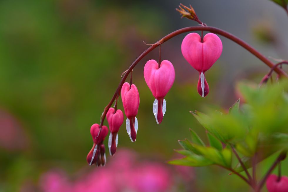 Bleeding heart flowers (Dicentra spectabils) Bleeding heart flowers (Dicentra spectabils)