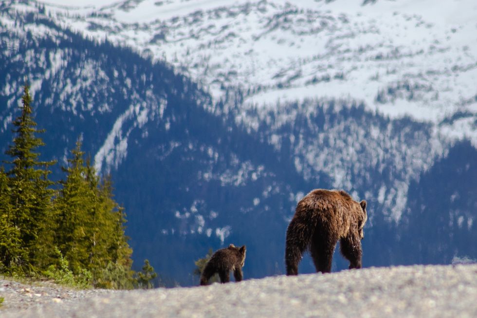 Mother grizzly and her cub cross the road in Banff National Park.