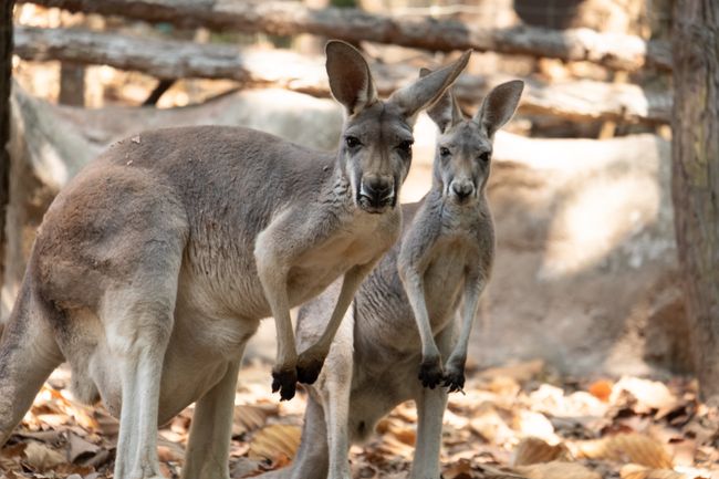 The kangaroos stand in a wooden shade.