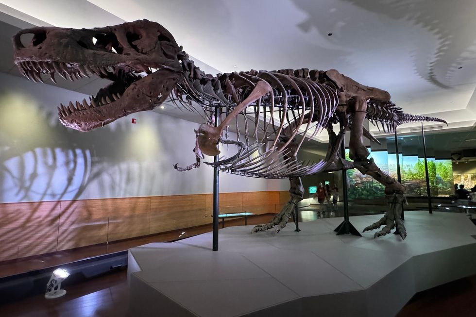 Sue - the T-Rex exhibit at the Field Museum in Chicago, Illinois