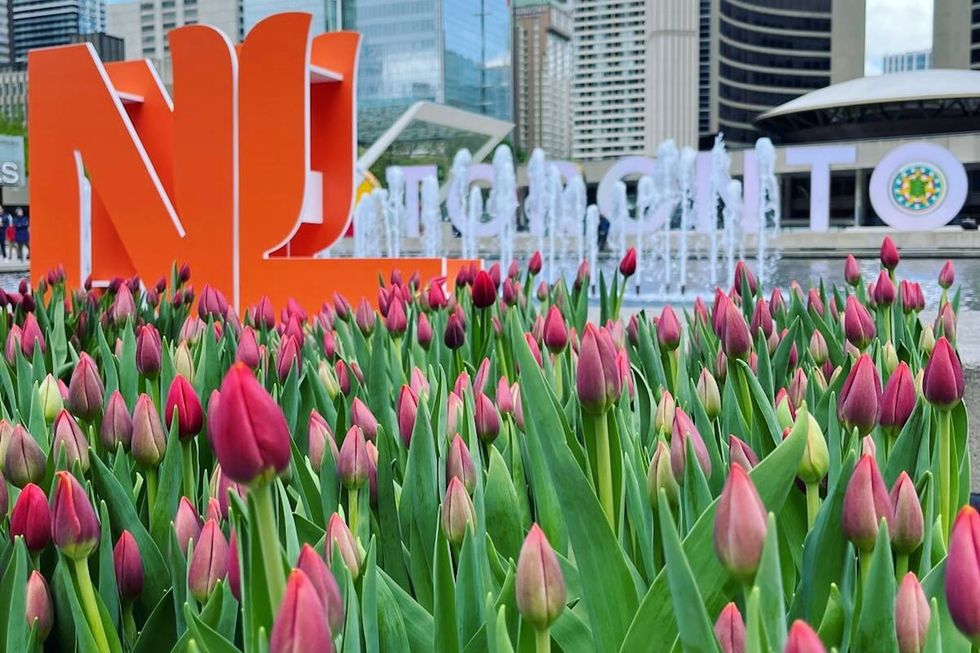 toronto tulips