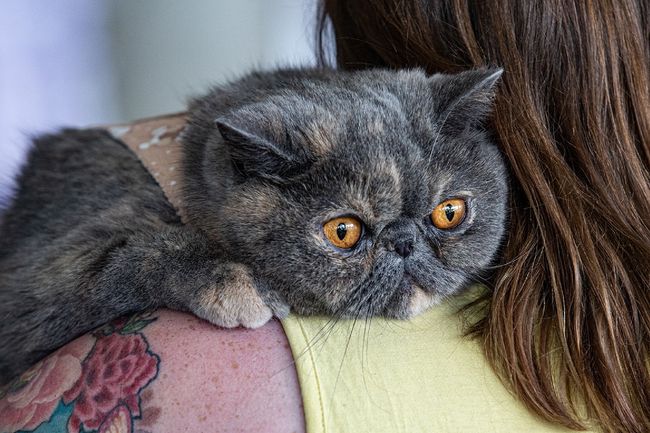 ttd cat festival