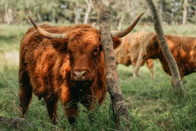 highland cows