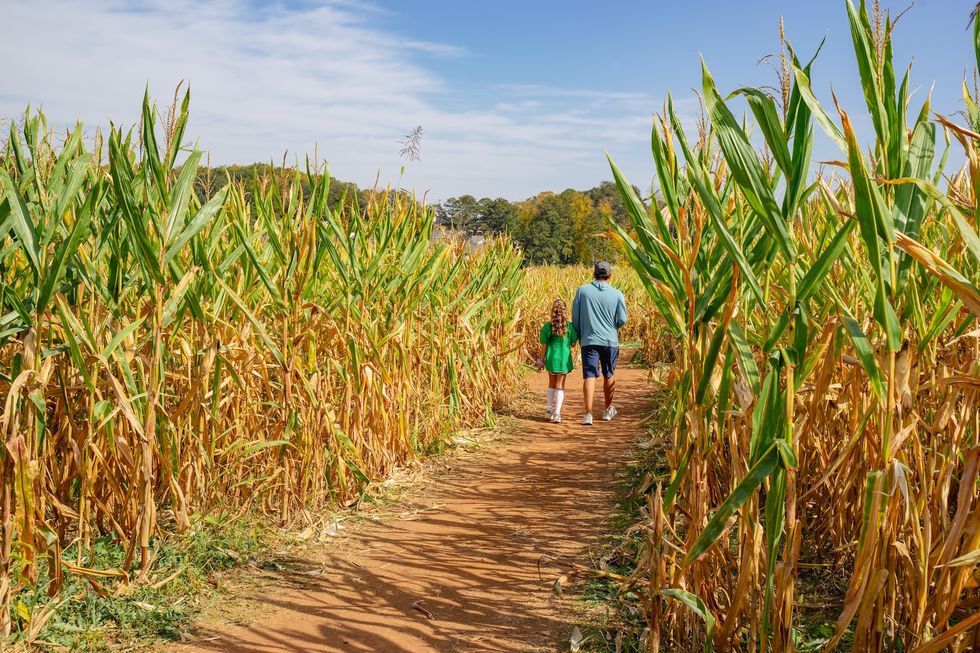 Father and daughter are hang out on a corn field. In summer or fall, the weather is nice, peole love to do outdoor activities as enjoy a farm life, do pumpkin patches, play hide and seek in corn mazes