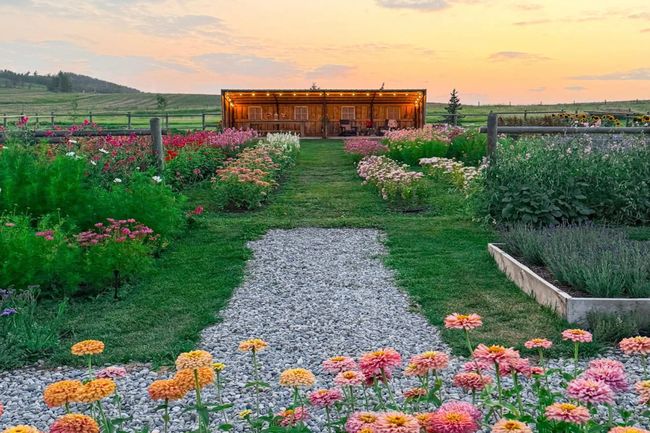 Sheep river farm flower field in Okotoks, Alta.