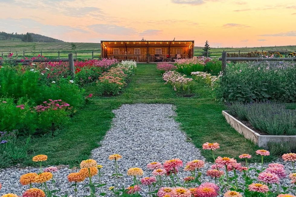 Sheep river farm flower field in Okotoks, Alta.